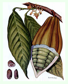 The Cacao Plant